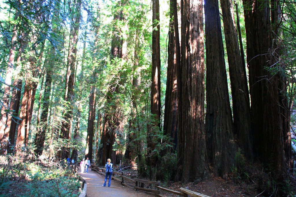 San Francisco; Muir Woods, Trail beside a few sequoias by Phil Nieto