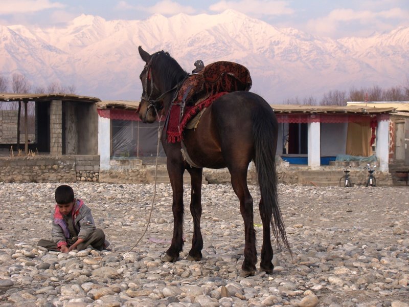 Hourses for riding by Masoud Akbari