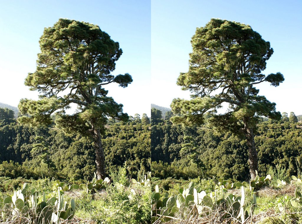 La Palma; nur ein Baum... by ©UdoSm.the2nd