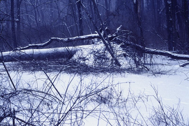 January Snowstorm, Beaver Lodge by leehiggs