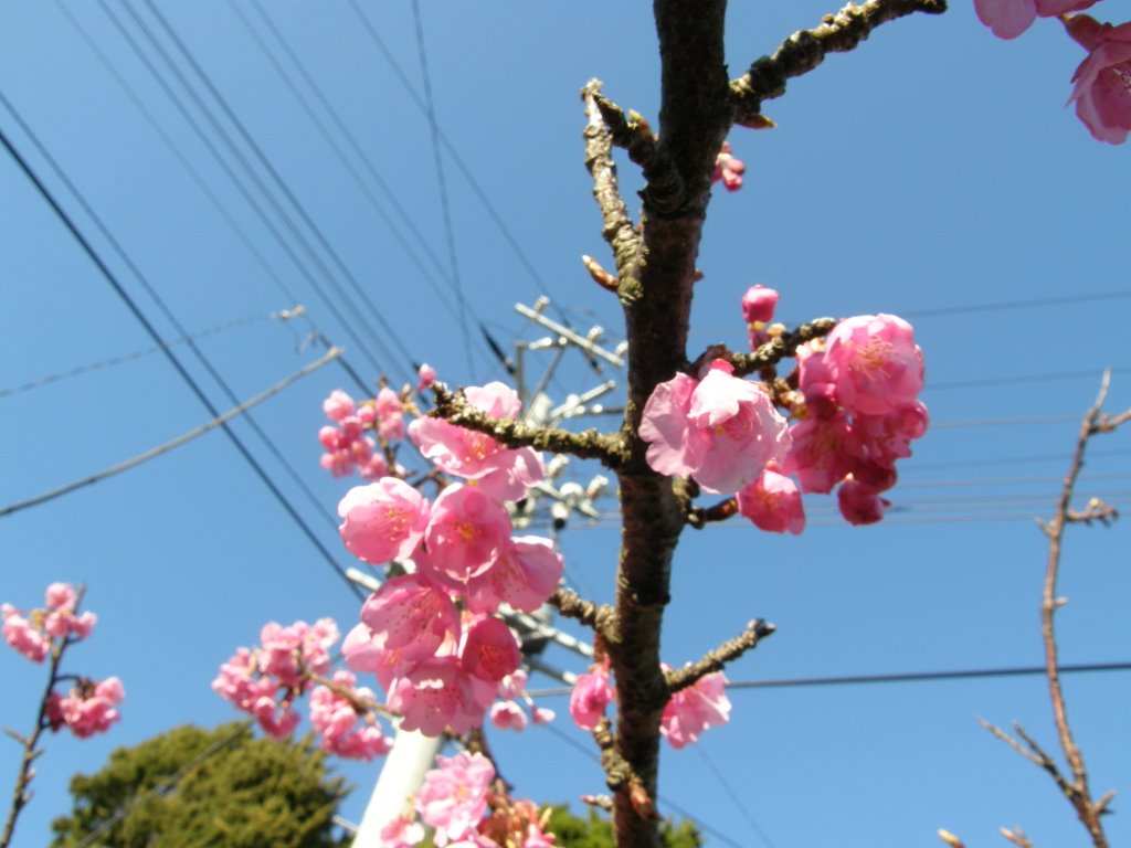 伊豆　白浜　板戸海岸　河津桜 by www.izurainbow.com