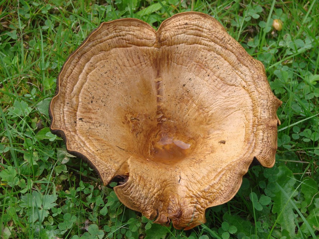 Pilz im Feriendorf Waldbrunn, September 2008 by Dan-Fan