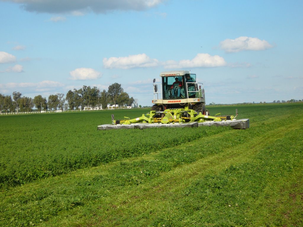 Trabajando con alfalfa by hfavaro