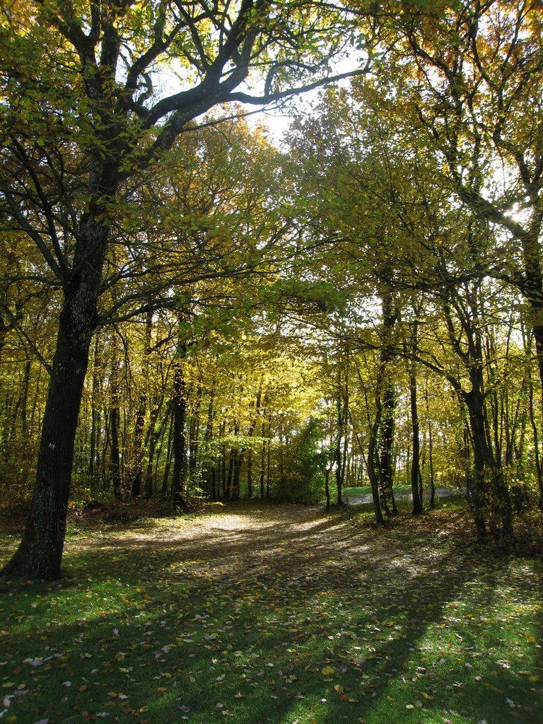 Sous-bois en automne by Mido&Kiwi