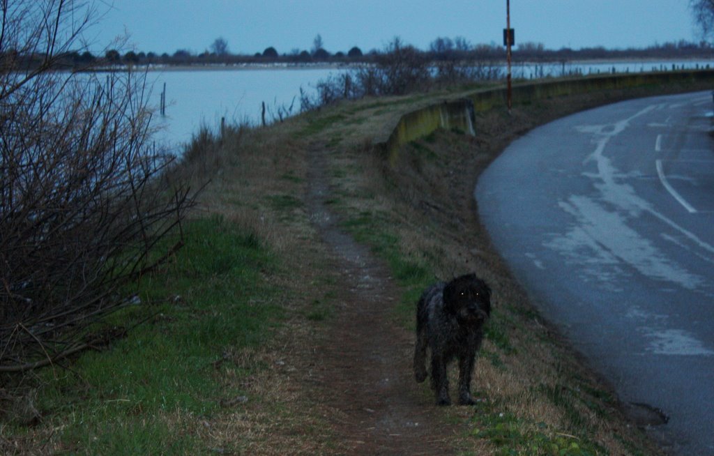 Il cane e la laguna by luciofuser