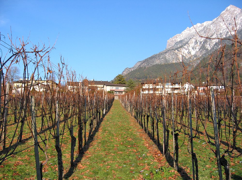 Vaduz - Weinreben by sascha