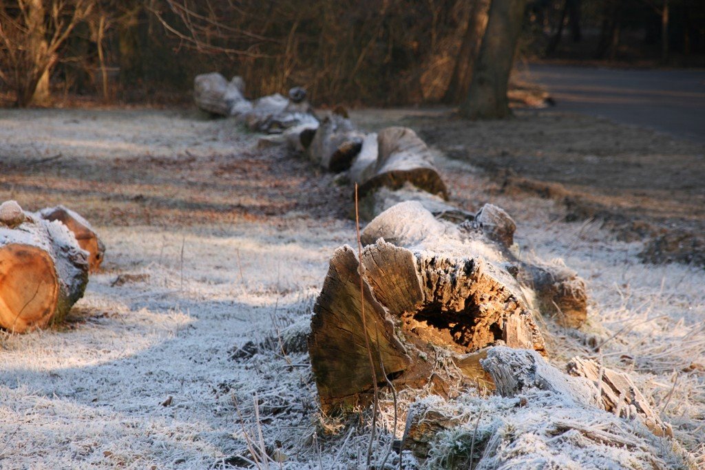 Sloterplas winter by Bocaj Nesnaj