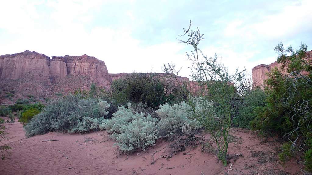 Bushes, all full of thorns, adorn the sides of the Talampaya river bed by Reynald.d.Chatillon