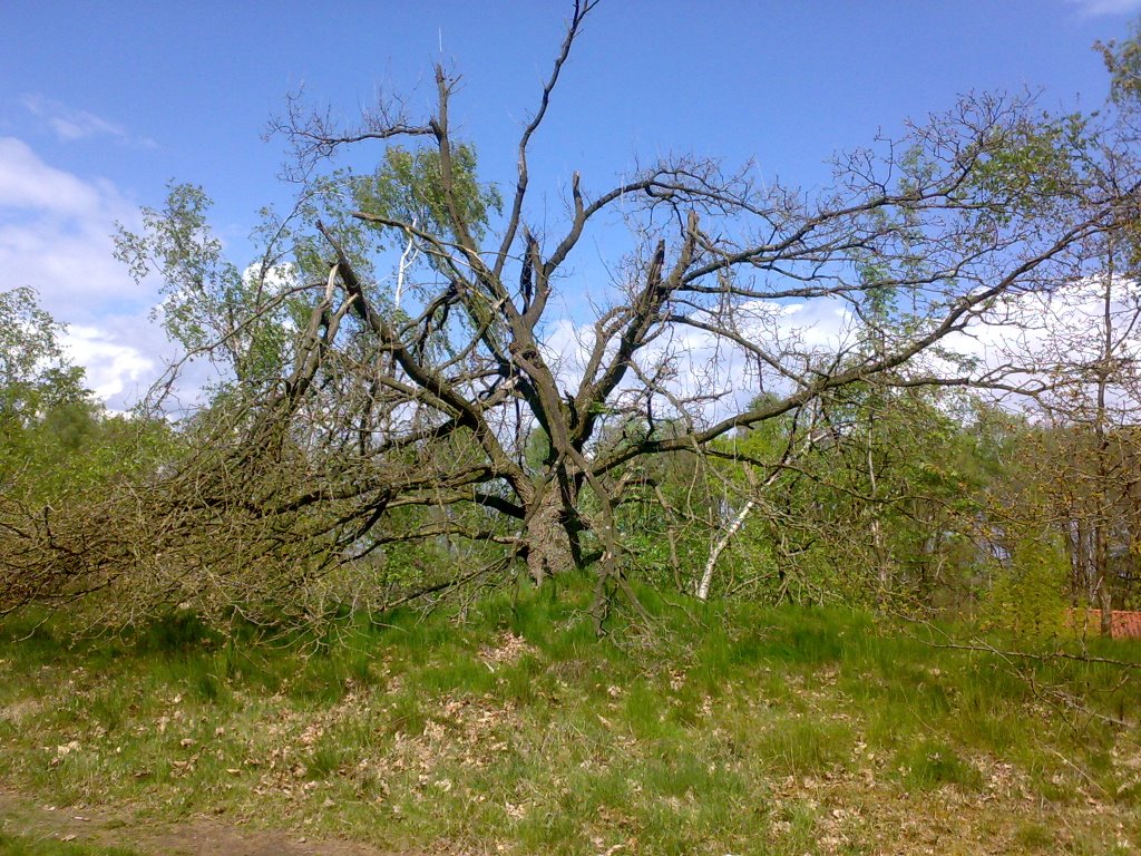 Dode Boom Steengroeve Bentheim by M. Halink