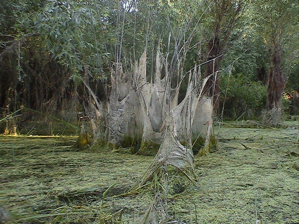 Consecintele inundatiilor din 2005 by SARDAREANU MIHAI