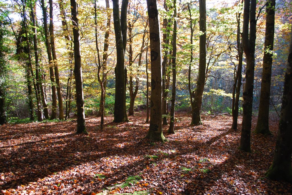 Donadea forest park Co,Kildare by Rob Johnson