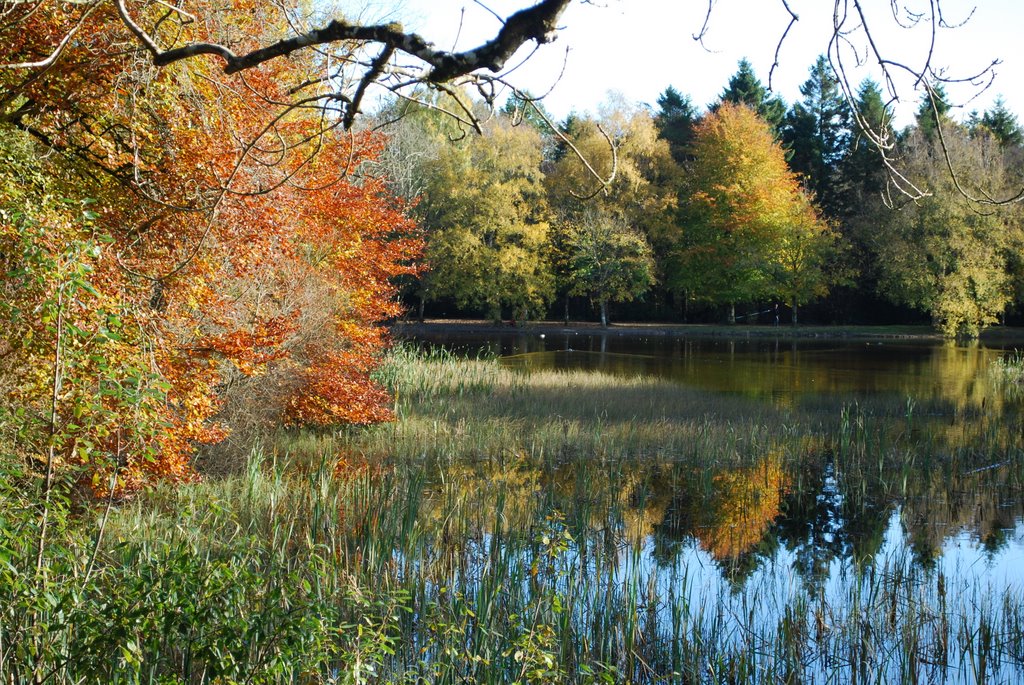 Donadea Forest Park Lake Co.Kildare by Rob Johnson