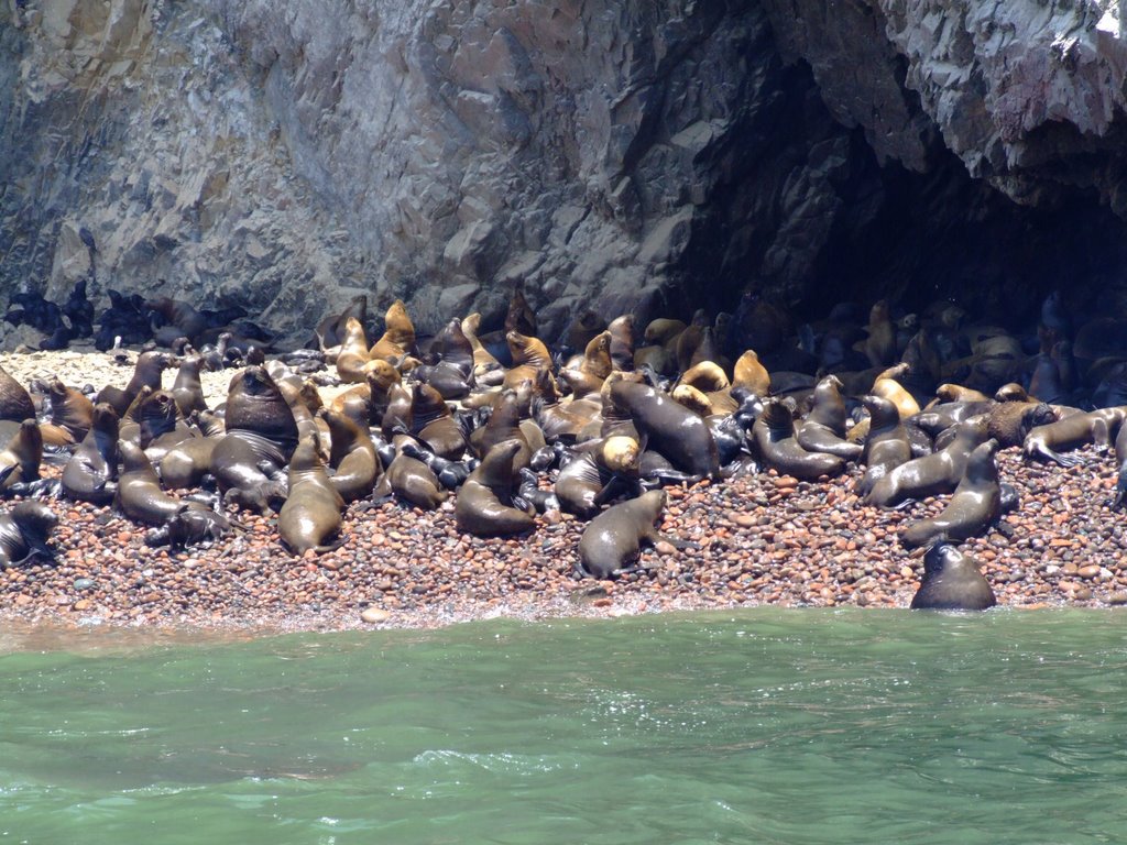 Sea lions at Isole Ballestas by roadrunner48