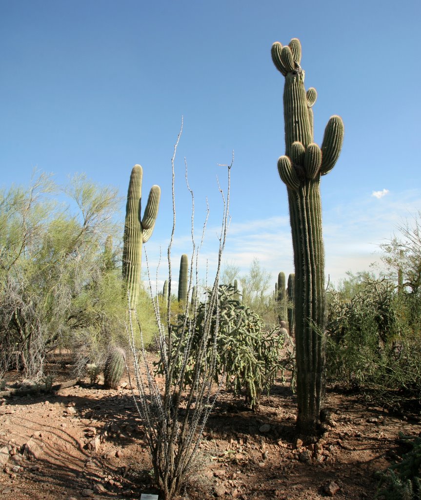 Desert Botanical Gardens, new arms by rshomsky