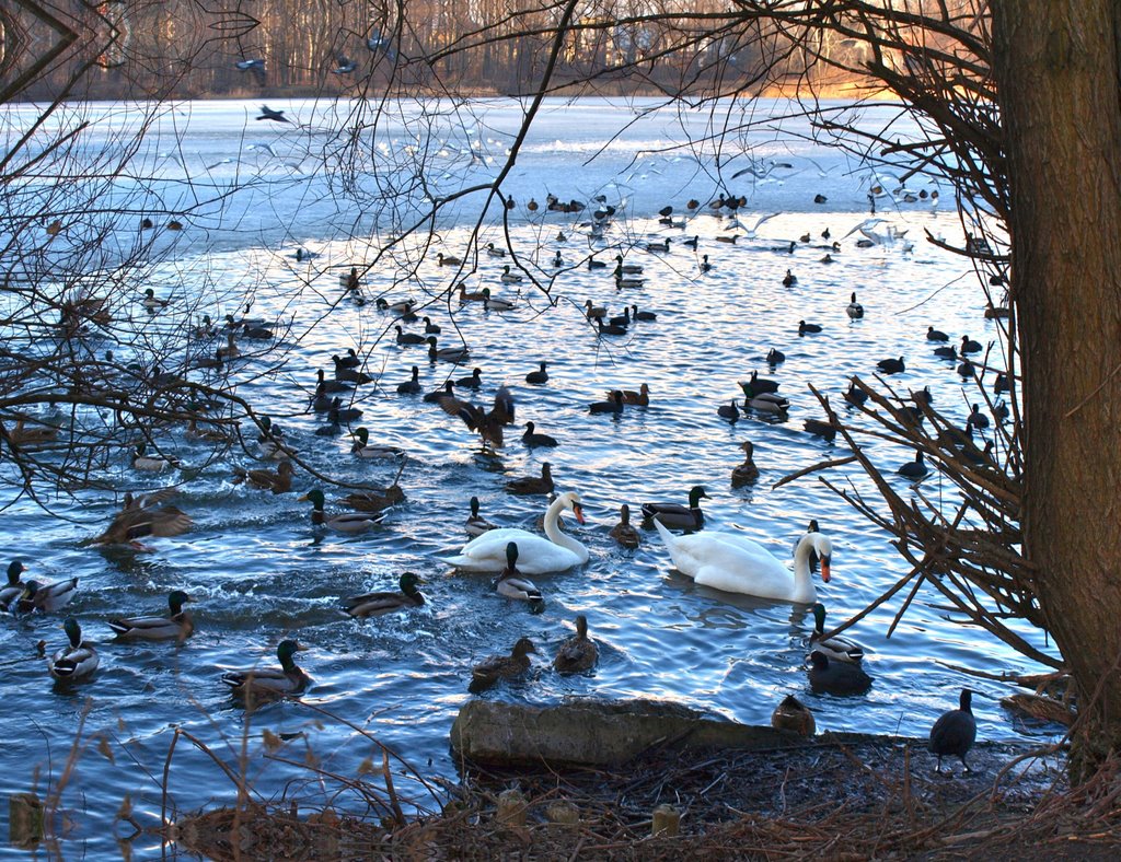 Dyskusja z kaczkami Discussion with ducks by Małgorzata Kasiewicz