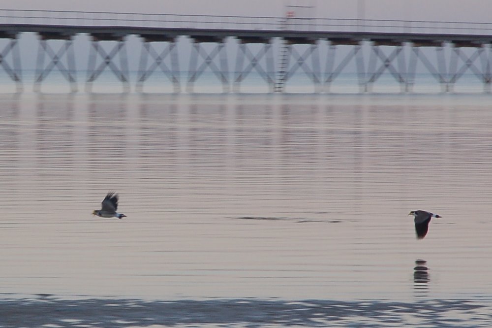 Two birds and Ceduna jetty by Darcy O'Shea