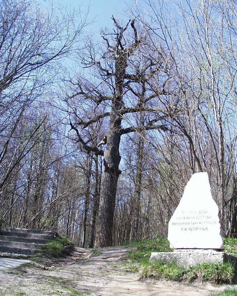 The oldest tree. It has more than 500 years old.it`s place of parking lot of group of the first Russian popular uprising by Mikhail.Romashov