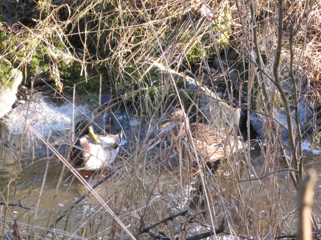 Enten im Reichersberger Bach by Kruemelkoenig