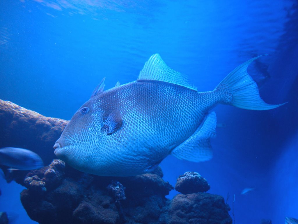 ACUARIO  PALMA DE MALLORCA by Joan Castro