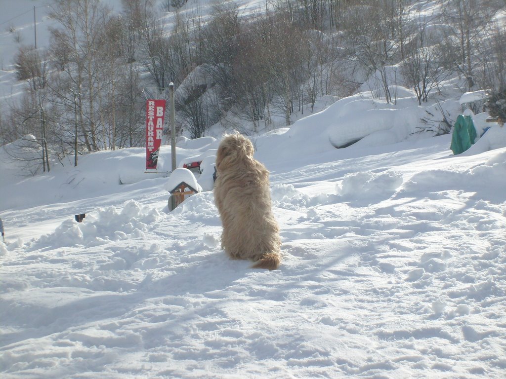 Le chien en saint Sorlin d'Arves by Adnan Kapidzic