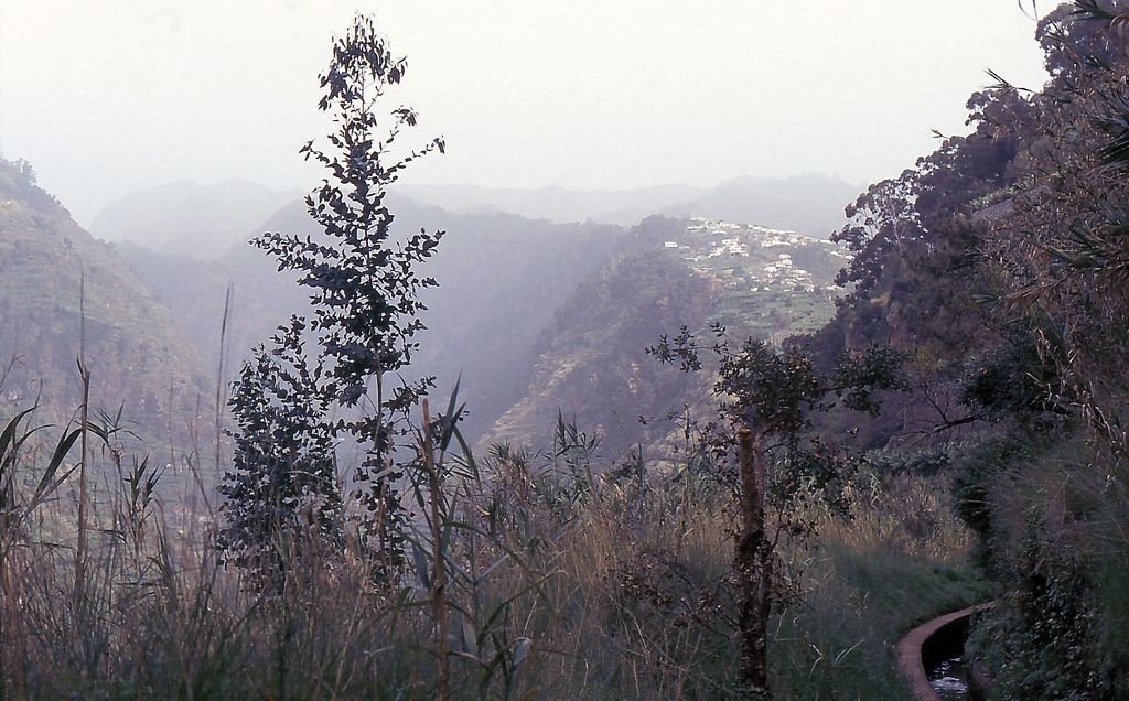 Funchal, Portugal by Erling Als Nielsen