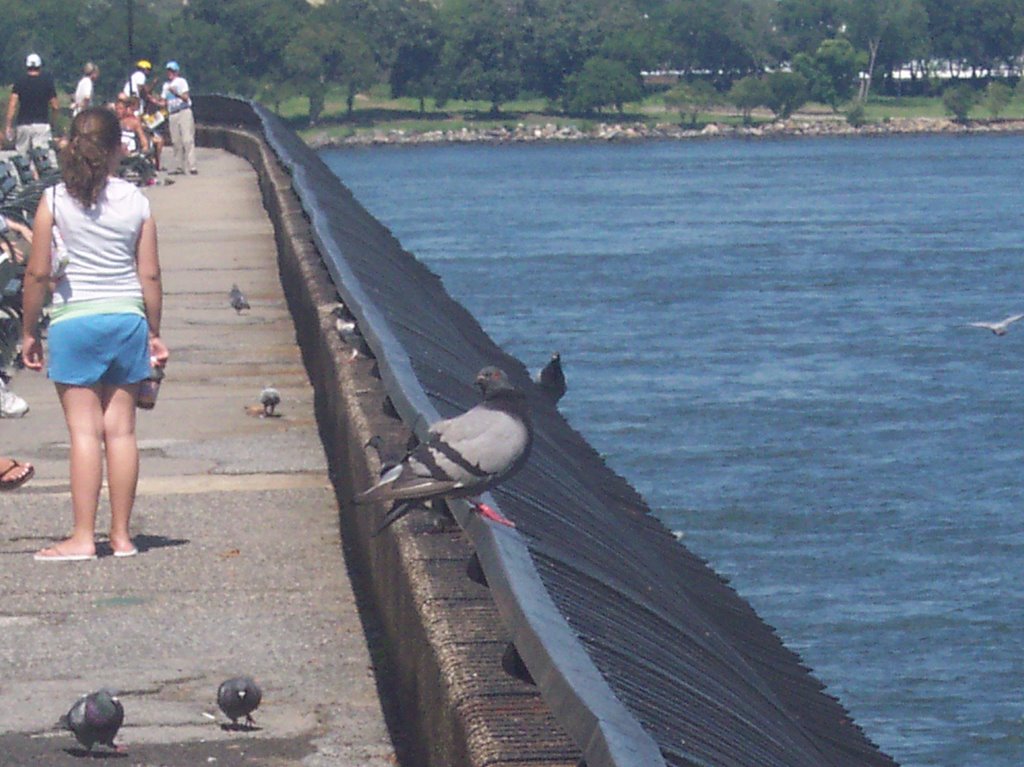 Pigeon By the River by Ricardo Bustos