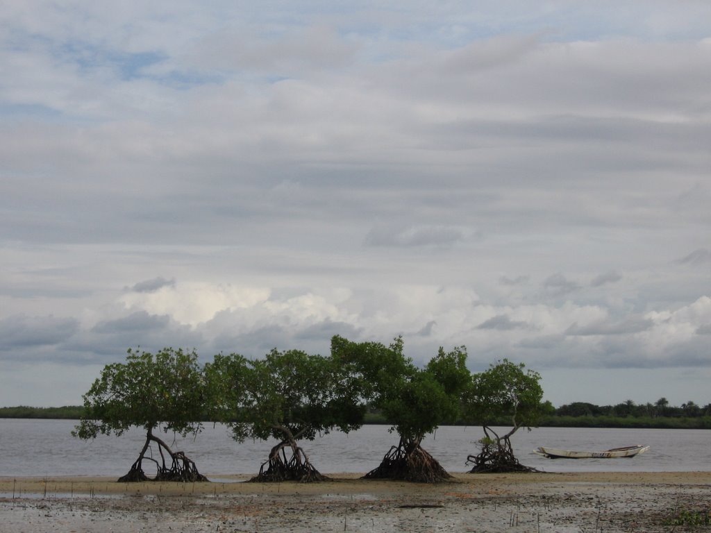 Mangroves by Wooz