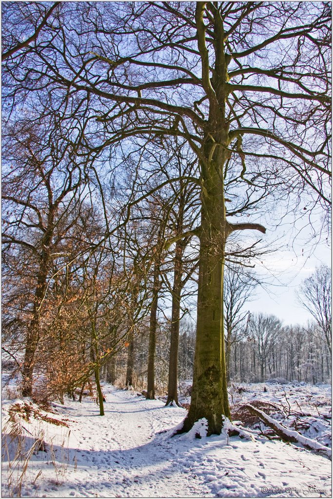 Beech, Winter, Het Goor, Mierlo-Hout, Helmond by Green Knee