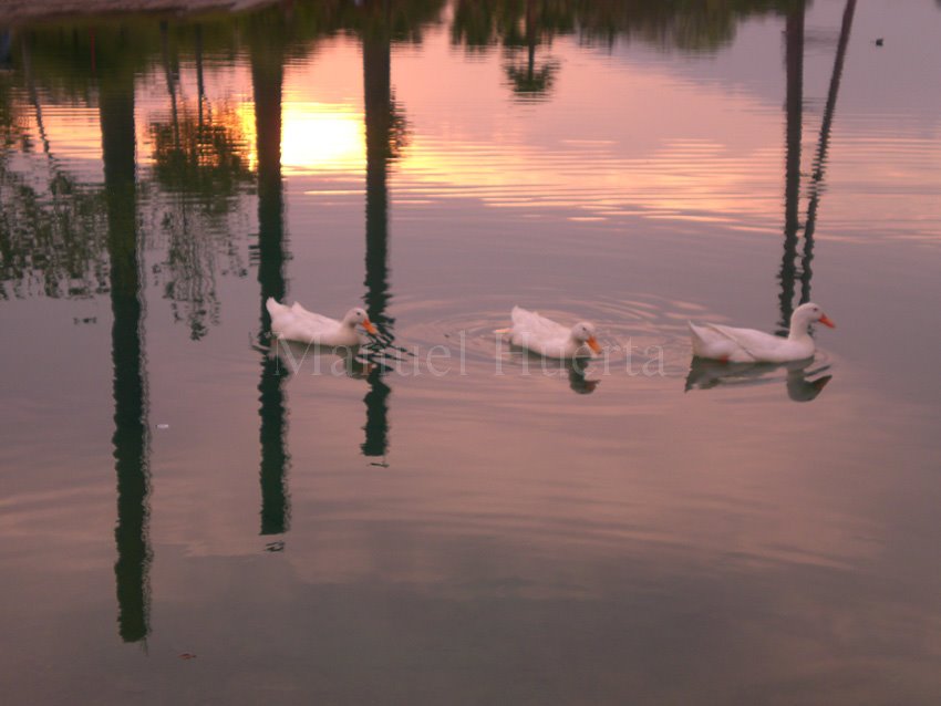 Patos en el lago de la Fundidora by juanmhuertas