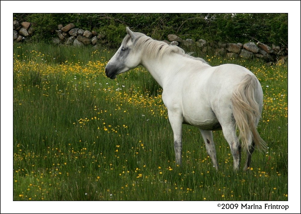 Connemara Horse - Kilfenora, Ireland County Clare by Marina Frintrop