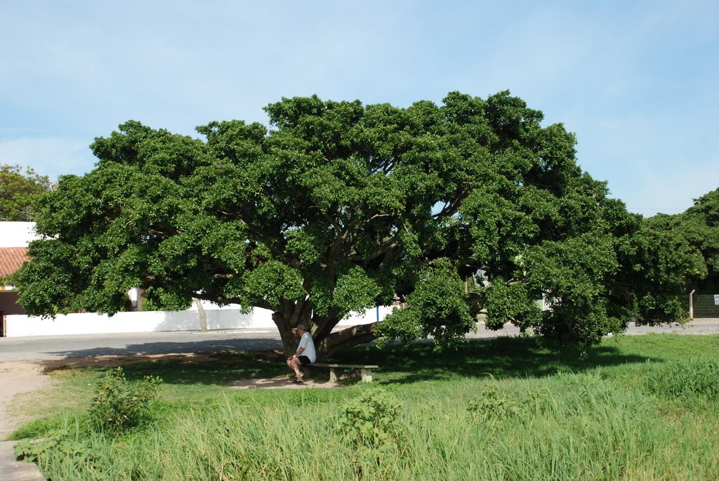 FIGUEIRA EM SÃO LOURENÇO DO SUL-RS by ANELISE  KUNRATH