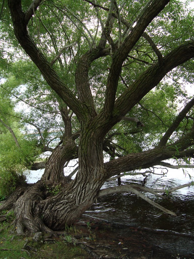 Tree on the water (Ottawa river) by St_nick