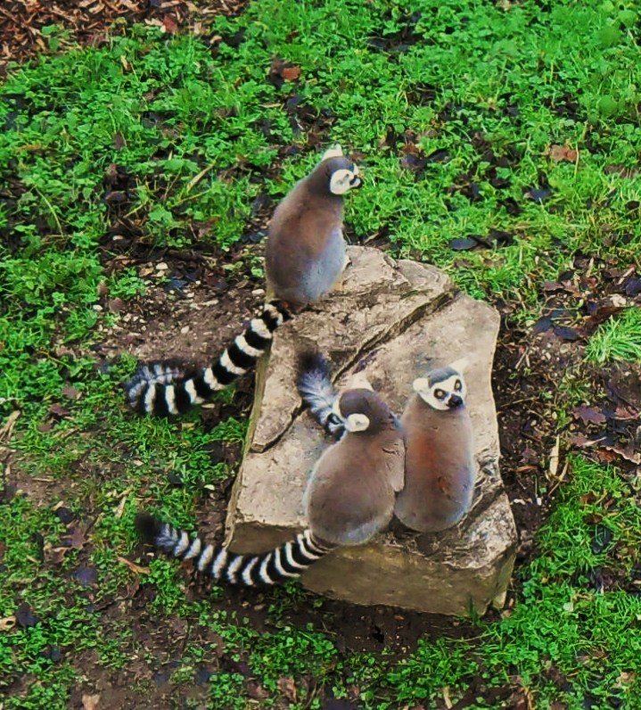 Ring-tailed lemurs by farmbrough