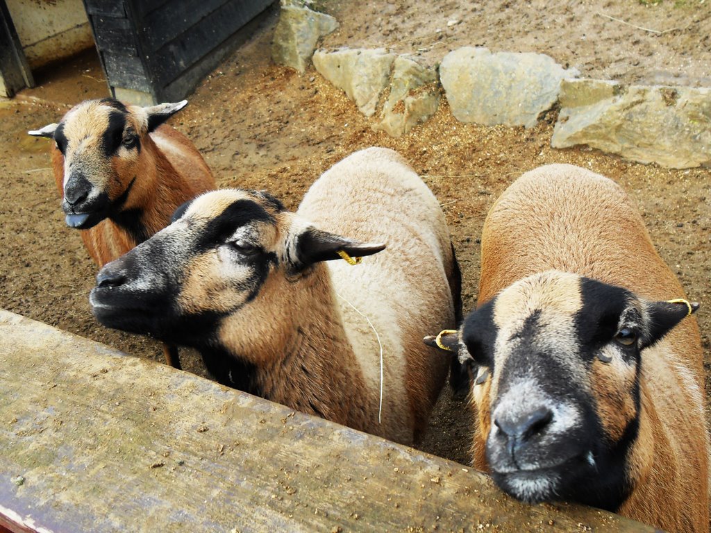 Goats by farmbrough