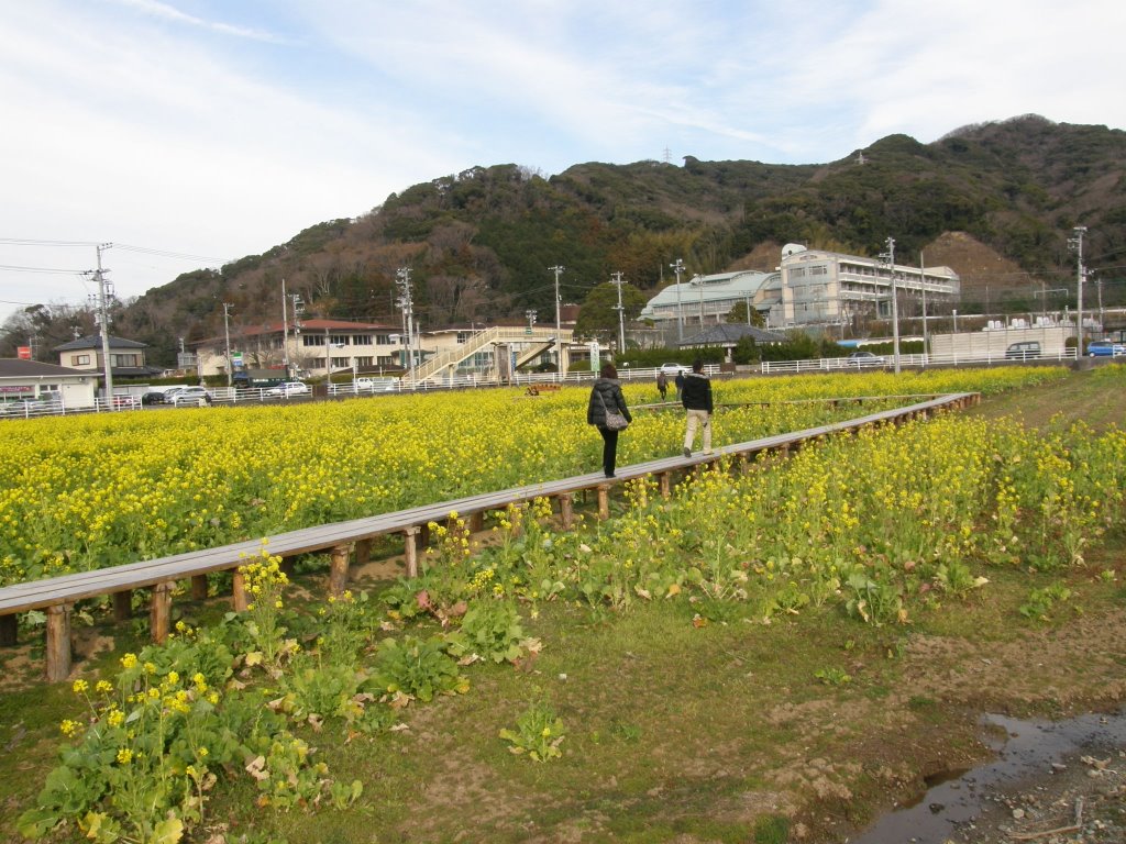 伊豆　南伊豆　菜の花 by www.izurainbow.com