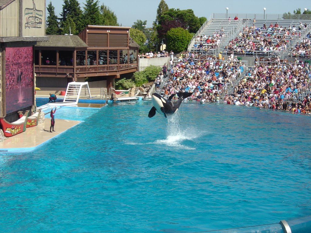 Shamu at Sea World. San Diego,CA by David P.