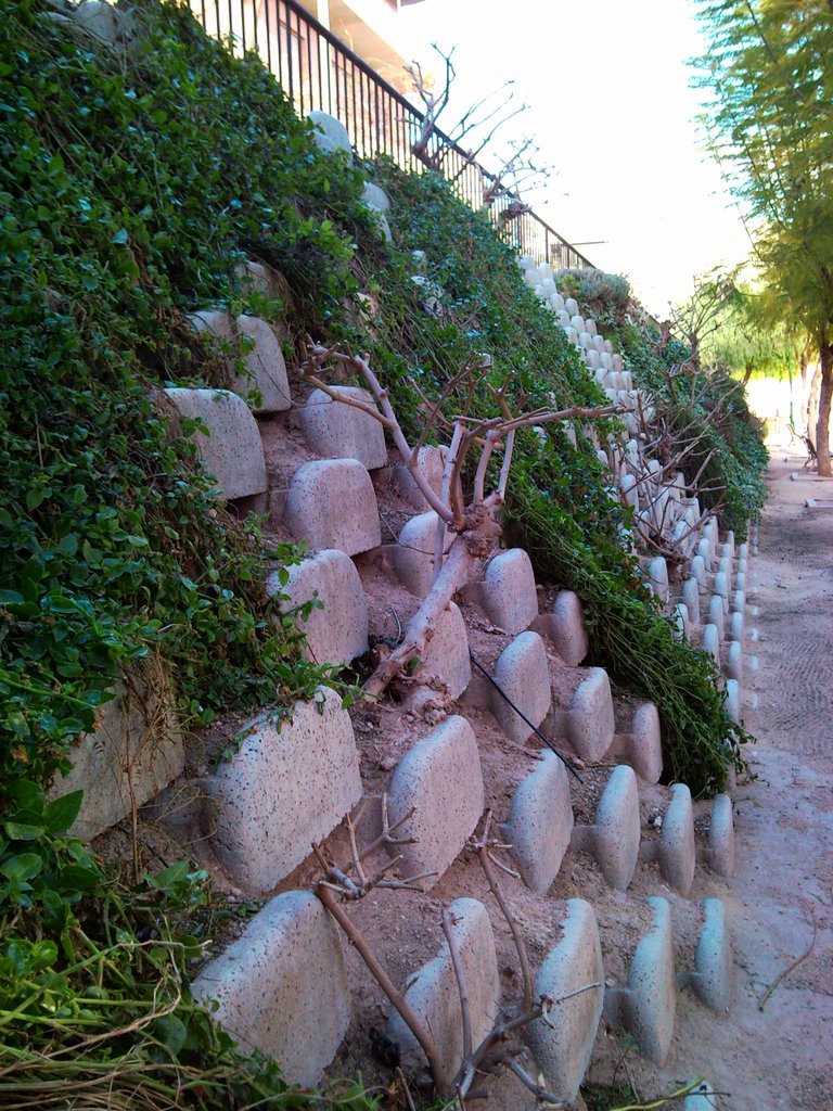 Muro de contención segmentado de gravedad vegetalizable Alpenstein de Forte en Crevillent, Alicante by muros_forte