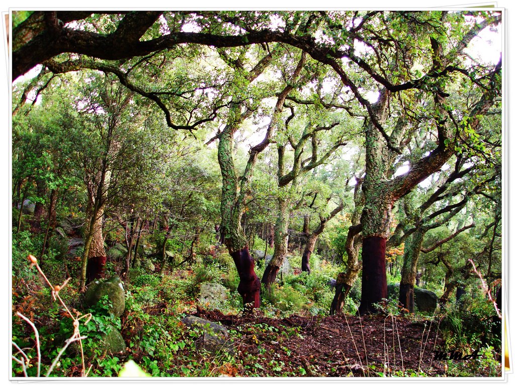 Bosque de alcornoques by Lukyta