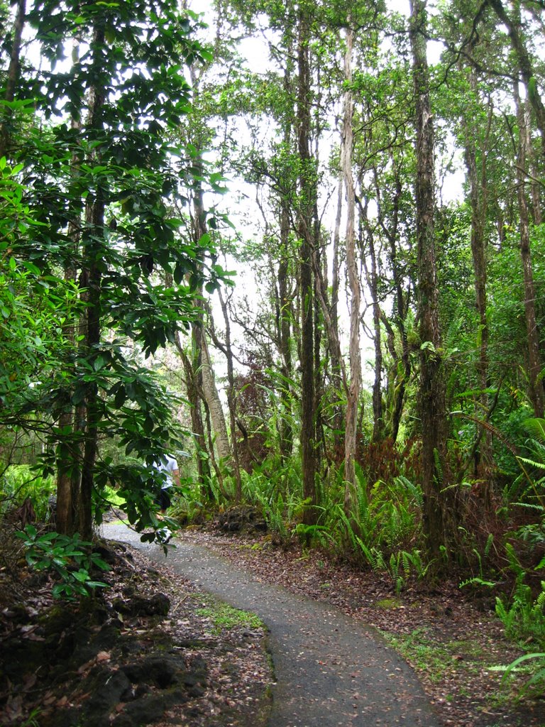 Lush Forest - Lava Tree State Park by AZDesertFlower