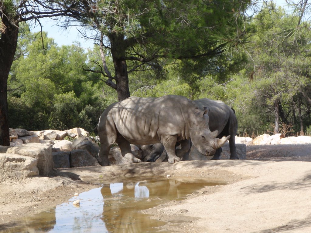 Rhinoceros in Zoo Montpellier by space.ball