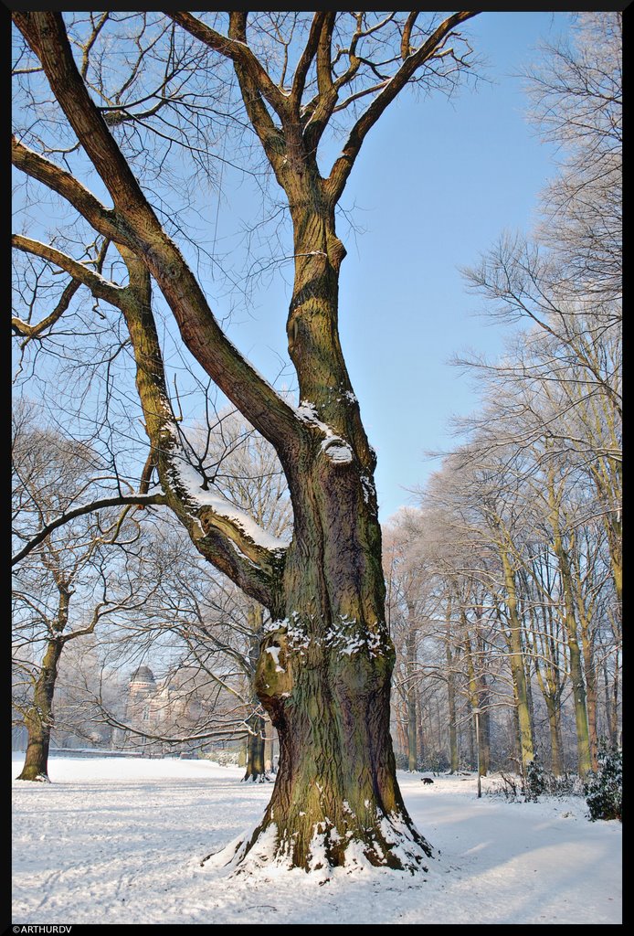 Sweet chestnut by © ARTHURdXYV