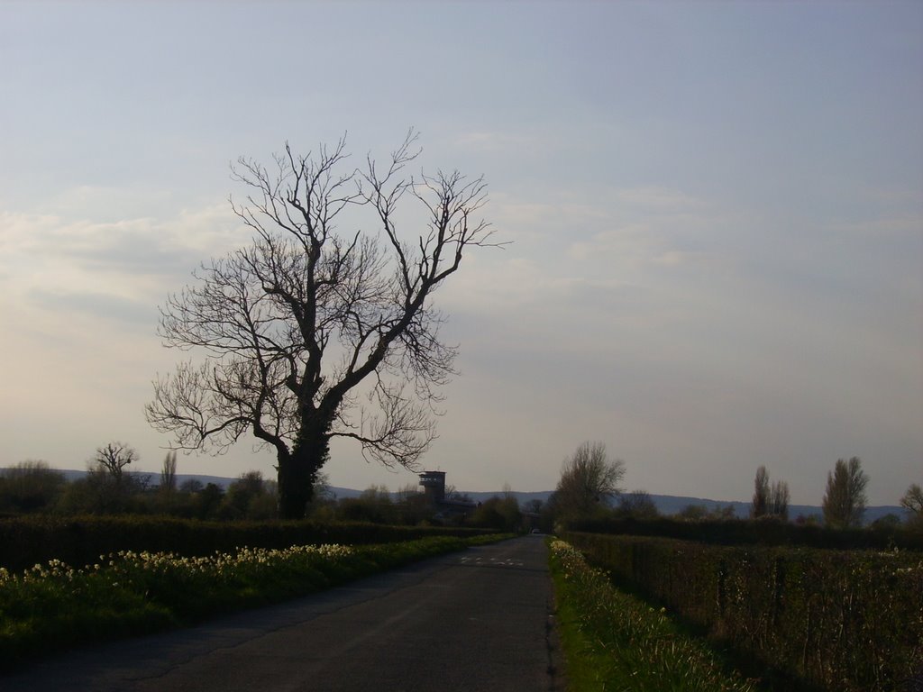 Towards WWT Slimbridge by susieanna