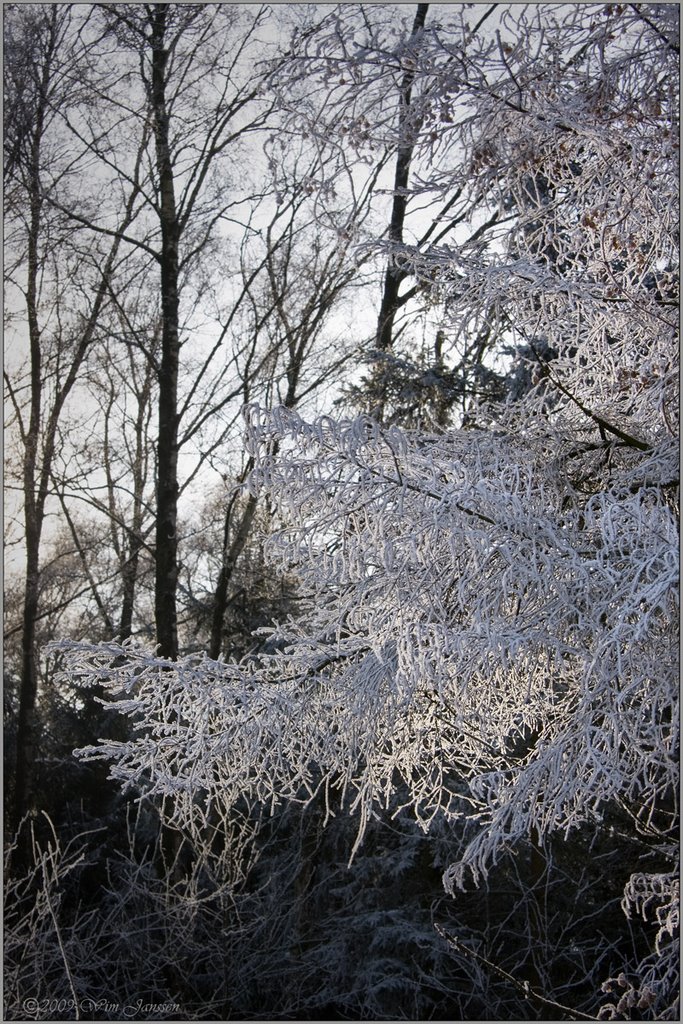 Hoarfrost and sunlight, Het Goor, Mierlo-Hout, Helmond by Wim Janssen