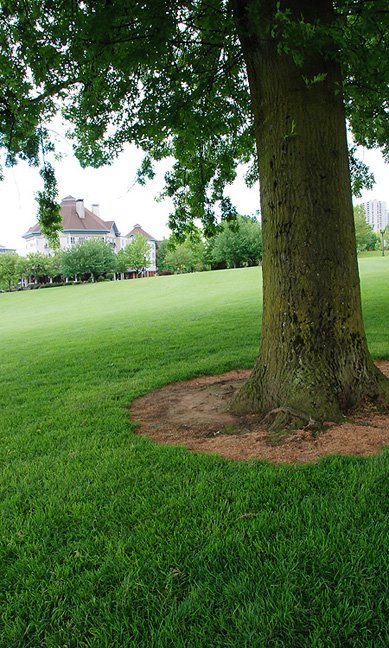 Grand Lawn At Tom McCall Park by A.S. Photography