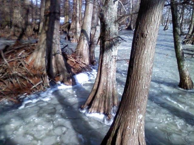 Ice & cypress Jan.17,2009 by JKHero