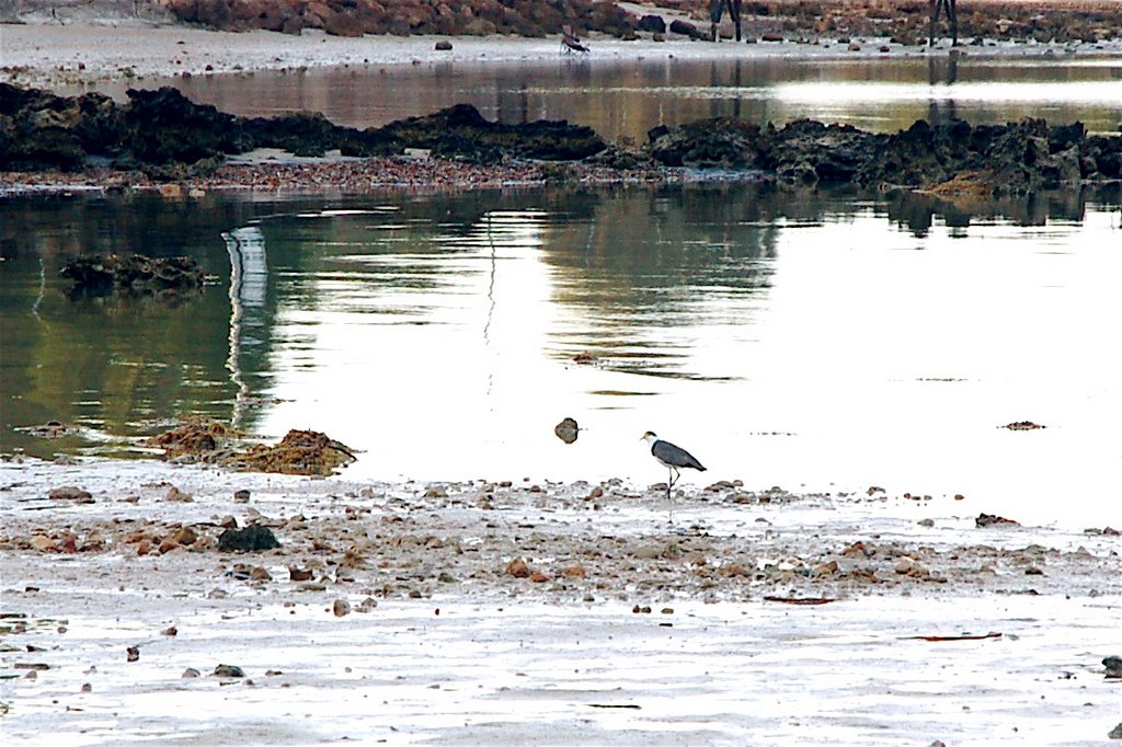 Bird reflections by Darcy O'Shea