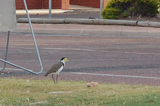 Bird crossing road by Darcy O'Shea