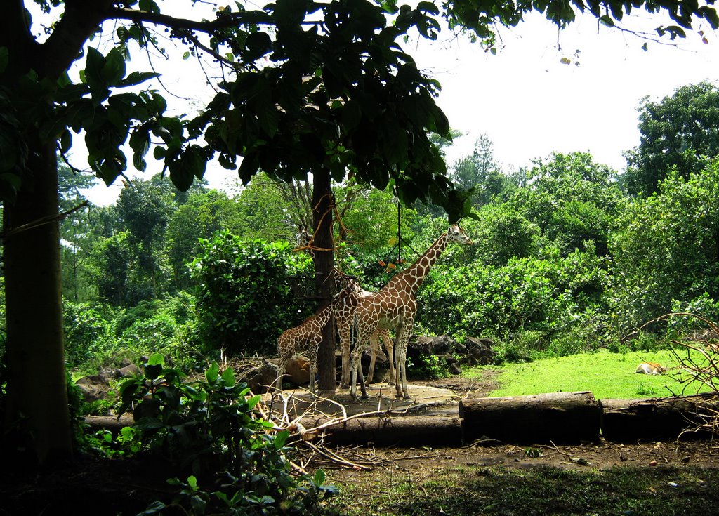 Safari Park - Prigen Zoo Garden by Erry AN ErryanZ