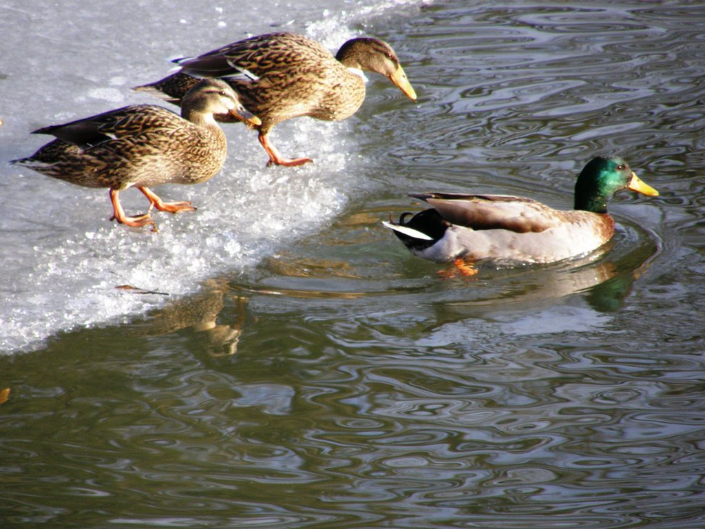 Stockenten in der Stauseebucht by Andromeda/R. Stetsch…