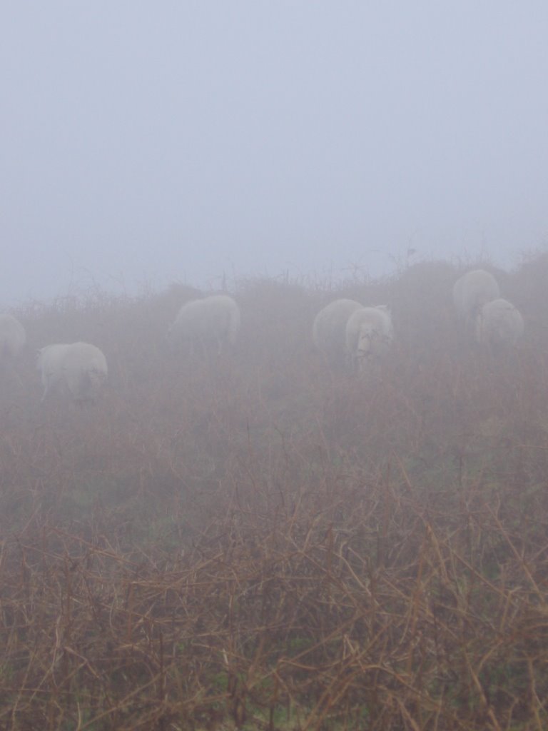 Misty sheep on Garth Hill by Vectisnunsuch